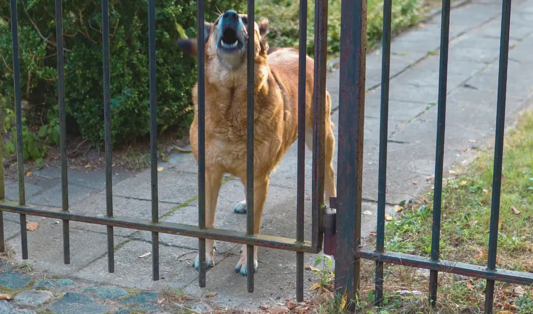 Millainen on kestävä aidan portti?