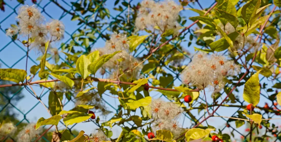 Verkkoaita tontin rajalle - vinkit toimivaan ratkaisuun