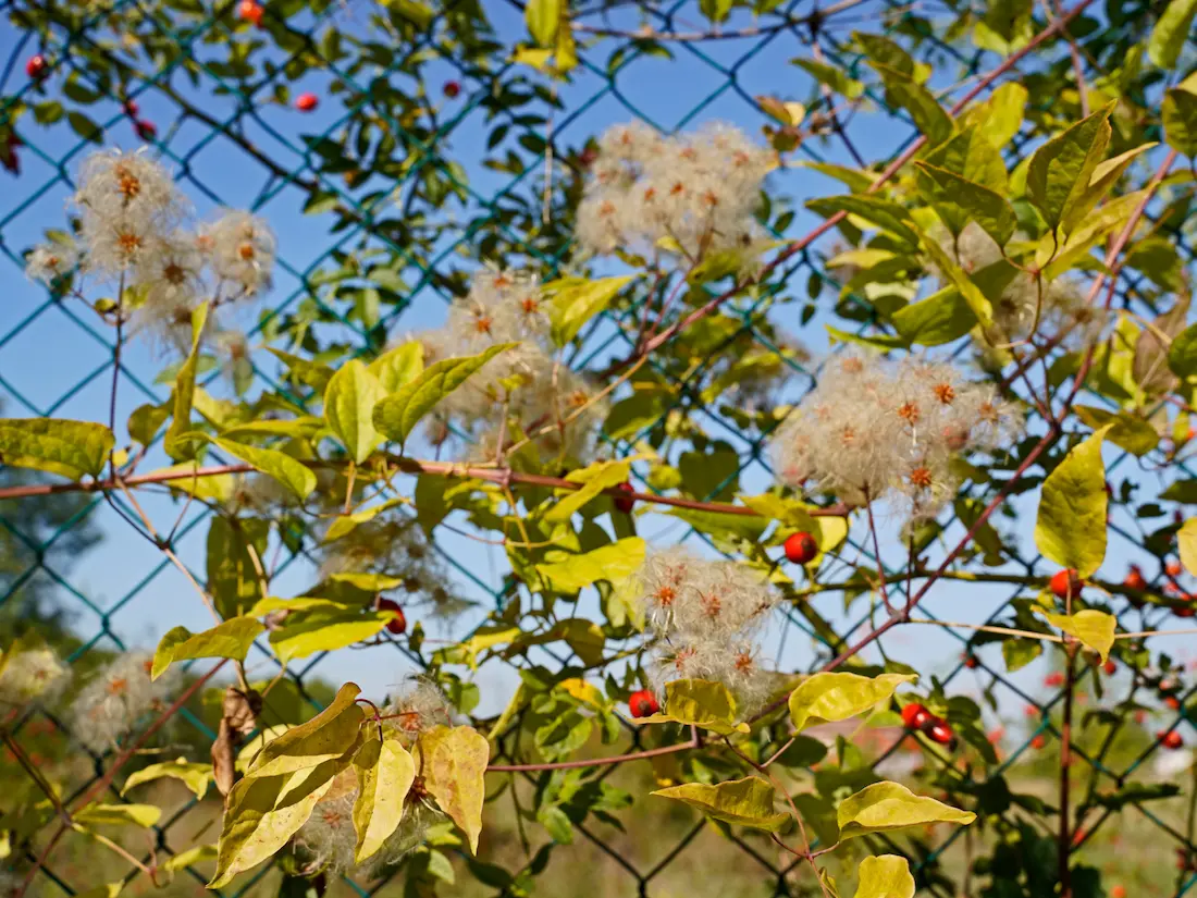 Pihaportti sallii käynnin pihasta puutarhaan.